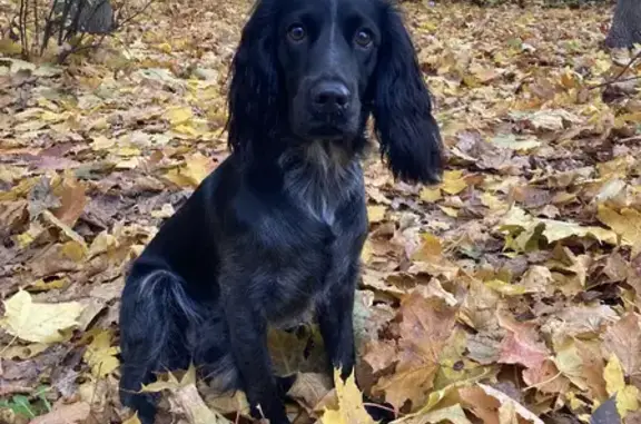 Потерянные животные Липецк, фото: Пропала собака Девочка Терра, адрес: Пятницкая ул. 12Г, Липецк.