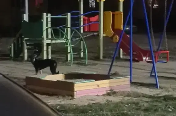 Найдена собака на Черноярской (г. Екатеринбург, Уралмаш)