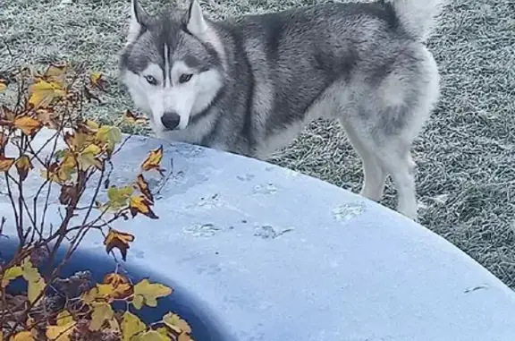 Найденные животные Москва, фото: Найден Хаски около кинотеатра на Днепропетровской, Москва