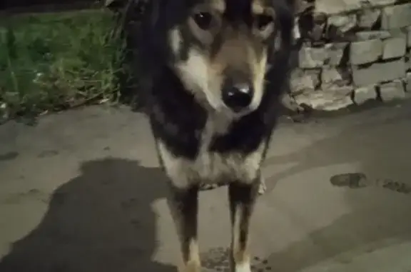 Найденные животные Нижний Новгород, фото: Собака на ул. Даргомыжского, 22, Нижний Новгород найдена.