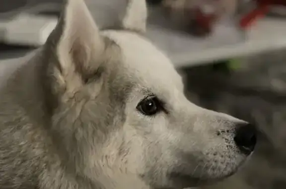 Найдена белая собака на ул. 40 лет Победы, Краснодар