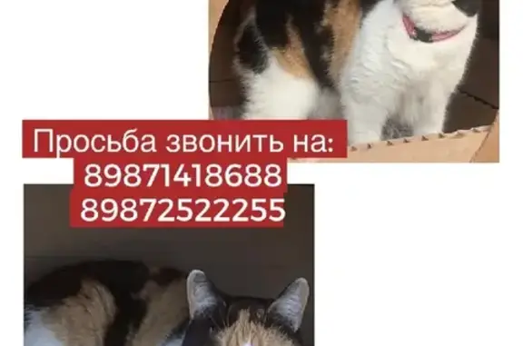 Пропала кошка Чупа на Шакшинской улице, Уфа
