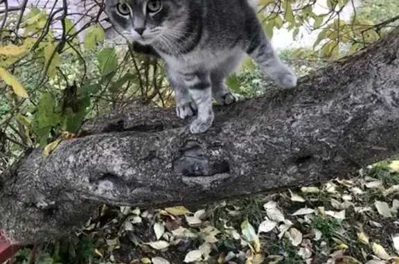 Пропала кошка Котик, ул. Будённого, 5А, Сухой Лог.