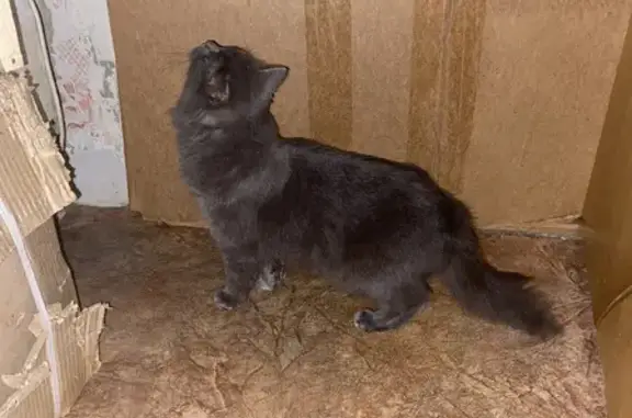 Найдена темно-серая кошка на ул. Дианова 14А, ищем новых хозяев или передержку