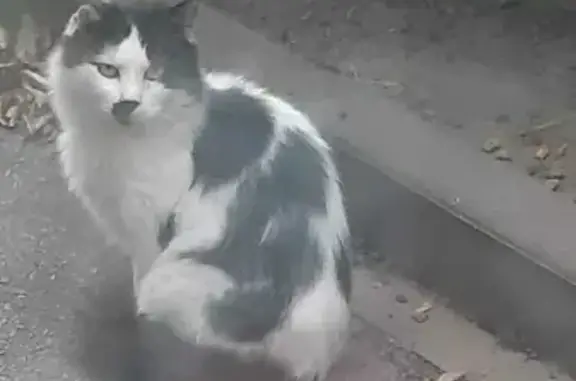 Найдена кошка в Ростове на пер. Обуховском