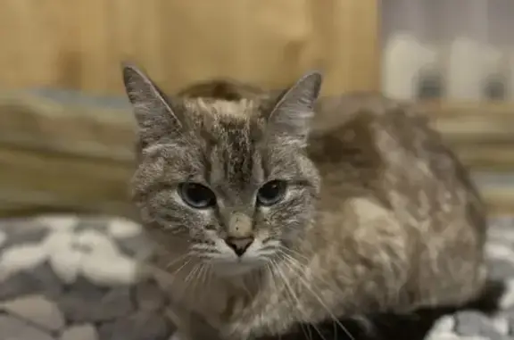 Найдена кошка на улице Гарифьянова в Казани