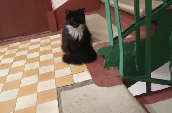Найден чёрно-белый кот на Перекопской, 16