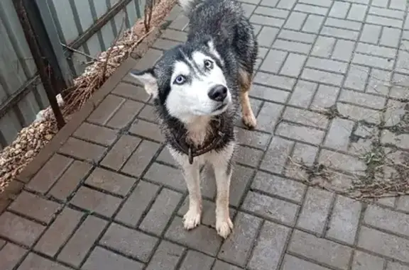 Найдена молодая собака Хаски с ошейником в Дивасовском поселении
