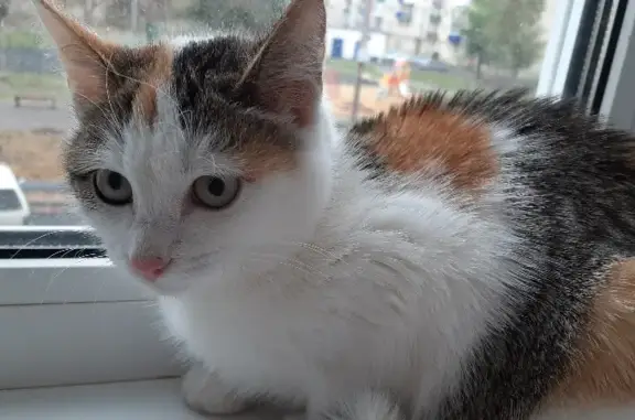 Найдена кошка на ул. Шухова, 9 в Сызрани