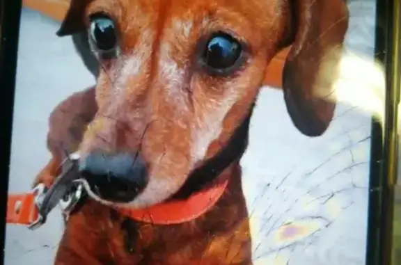 Собаки потеряшки, Москва, фото: Потеряшка собака Такса ЛАПА, вознаграждение гарантировано! Белоозёрский.