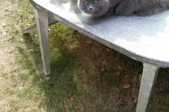 Пропал кот в Лесково