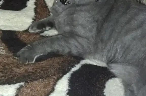 Объявления о пропавших и найденных животных, ец, фото: Пропала кошка Грея на улице Фурманова 12, Городец