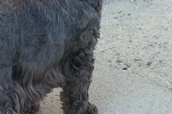 Пропала собака на ул. Русская 61д во Владивостоке 🐶