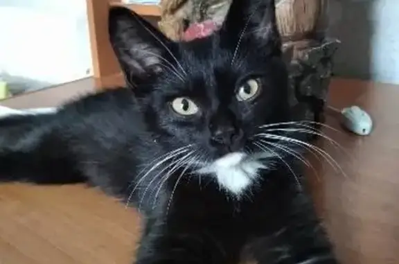 Кошки потеряшки, Москва, фото: Потеряшка кот Жорик с Люблинской улицы, Москва