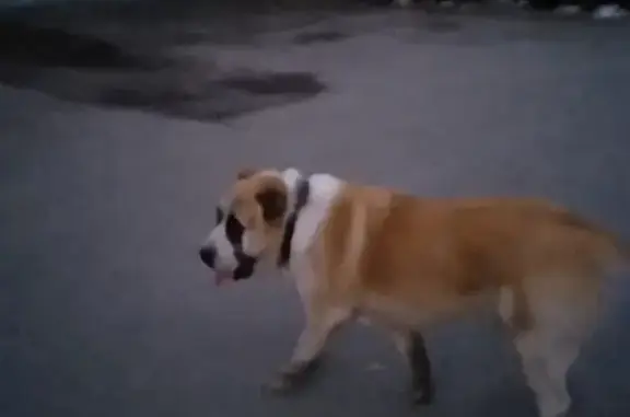 Собака найдена на Советской, 2Б, Щёкино.
