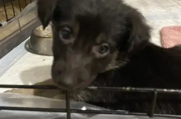 Найдена собака Девочка на Копейском шоссе
