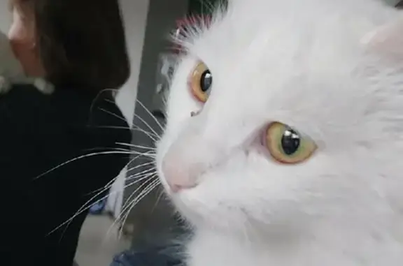 Найден белый кот во дворе на ул. 40-летия Комсомола, 3