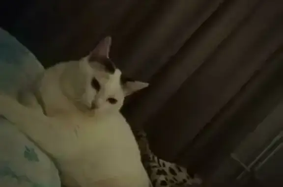 Кошки потеряшки, Ижевск, фото: Потеряшка кошка с Октябрьской, 55Б в Ижевске