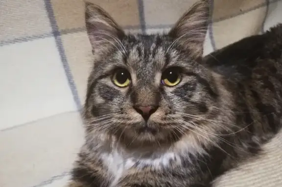 Кошки потеряшки, Москва, фото: Потеряшка кошка Мальчик, Кировоградская ул. 32 к2, Москва