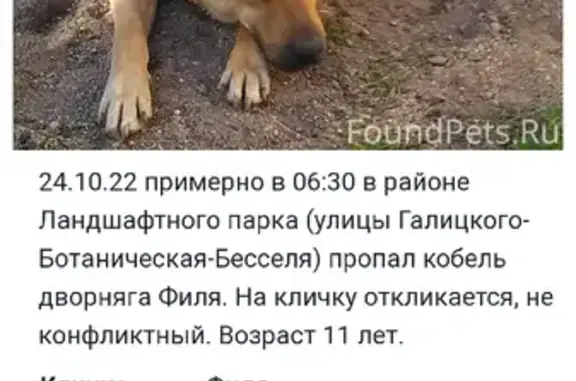 Собаки потеряшки, Калининград, фото: Потеряшка собака Филя, ул. Ген. Галицкого 28, Калининград