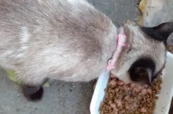 Найдена Сиамская кошка в Усолье-Сибирском