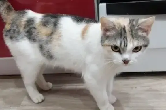 Найдена трехцветная кошка в Чебоксарах, ищет хозяев
