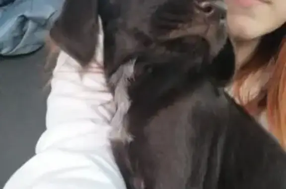 Потерянные животные Липецк, фото: Пропала собака на улице Энтузиастов, Липецк