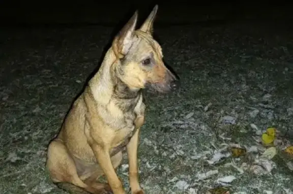 Найдена ласковая собака на Уинской улице 4