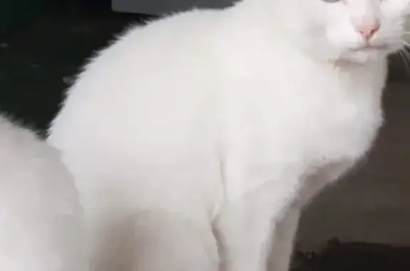 Пропала белая кошка в Магнитогорске, улица Аносова, 64