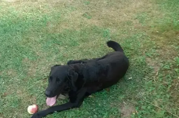 Собаки потеряшки, Москва, фото: Потеряшка чёрный лабрадор, нужна помощь! (Ярославское шоссе, Москва)