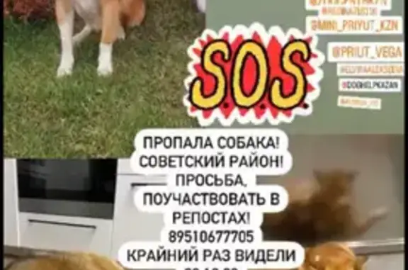Пропала собака в ЖК Весна на улице Азата Аббасова, 11, Казань.