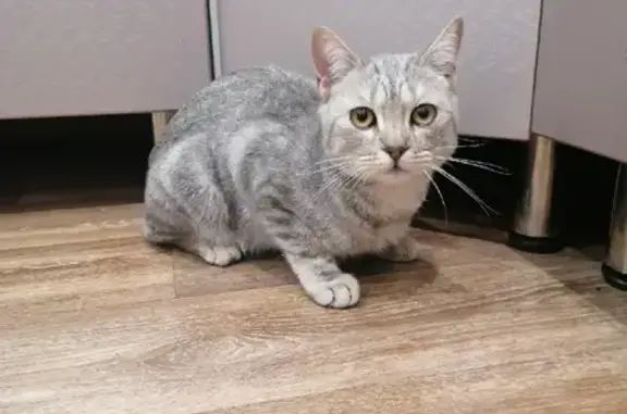 Найденные животные Чита, фото: Найден домашний кот на пр. Фадеева в Чите