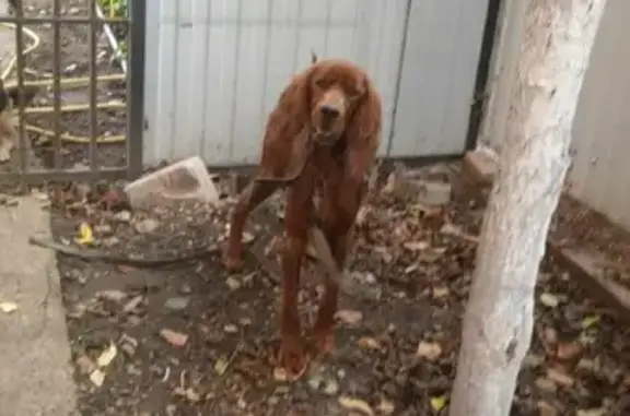 Найдена собака на Святопокровской, ищем хозяев