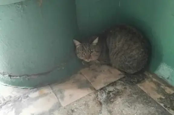 Найдена кошка в Краснообске: адрес 245