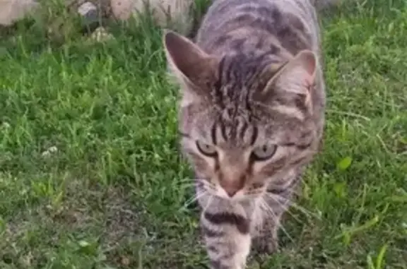 Пропала кошка Марс, Можайский район, Московская область.