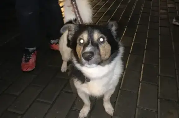 Собака найдена на Чистой 13 в Петрозаводске