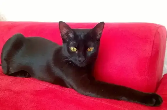 Кошки потеряшки, Казань, фото: Потеряшка кошка на Олонецкой 4А, Казань