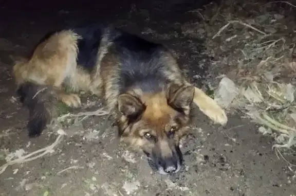 Собака найдена на Автономной улице, 6 в Астрахани.