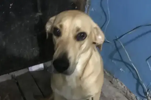 Найдена собака на улице Гастелло, 56А в Тюмени
