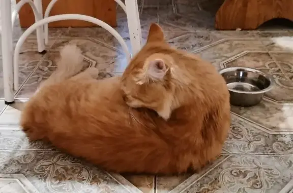 Найден рыжий кот на пр. Ленина, Ростов-на-Дону