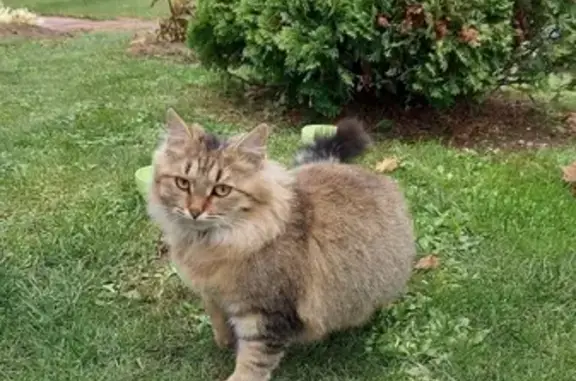 Найдена кошка, Раменский муниципальный округ, фото: Найдена кошка на дачном СНТ Муравушка, Московская область