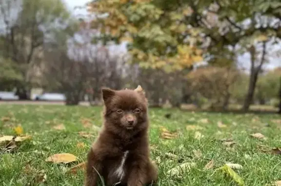 Собаки потеряшки, Санкт-Петербург, фото: Потеряшка щенок на Клинском проспекте, требуется помощь!