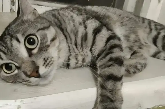 Кошки потеряшки, Ярославль, фото: Потеряшка кошка Барсик на проезде Ушакова, 7 в Ярославле