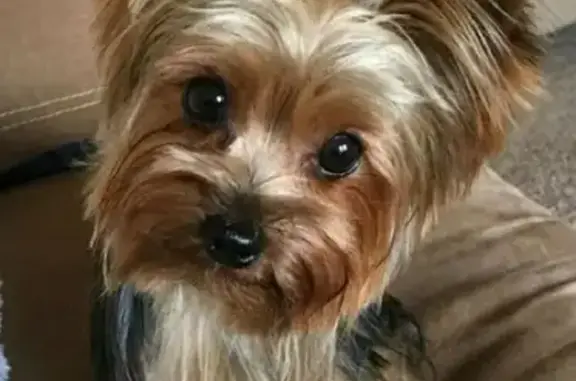 Пропала собака на Ноксинском спуске, 43 в Казани