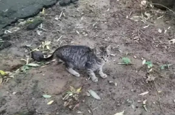 Найдена игривая кошка на Молодежной улице, Химки