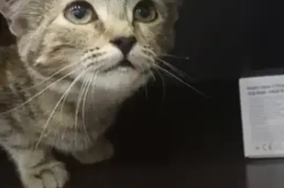 Ласковая кошка найдена на улице Мичуринской в Шуе