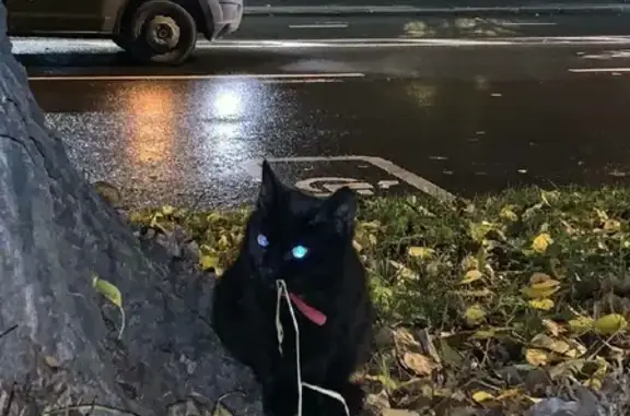 Потерян котенок на Рузовской улице, СПб