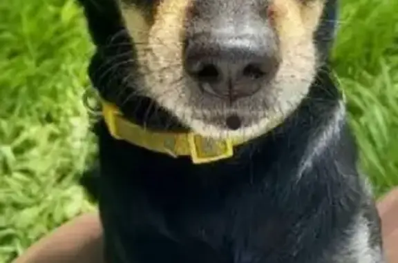 Собаки потеряшки, Калининград, фото: Потеряшка собака Ричи на улице Маршала Новикова, 4, Калининград.