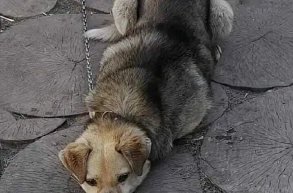 Пропала собака на Фесковской, 84