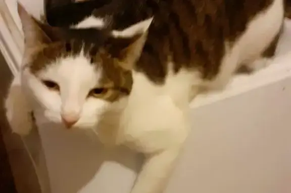 Пропала кошка Триша на набережной Леонова, 73
